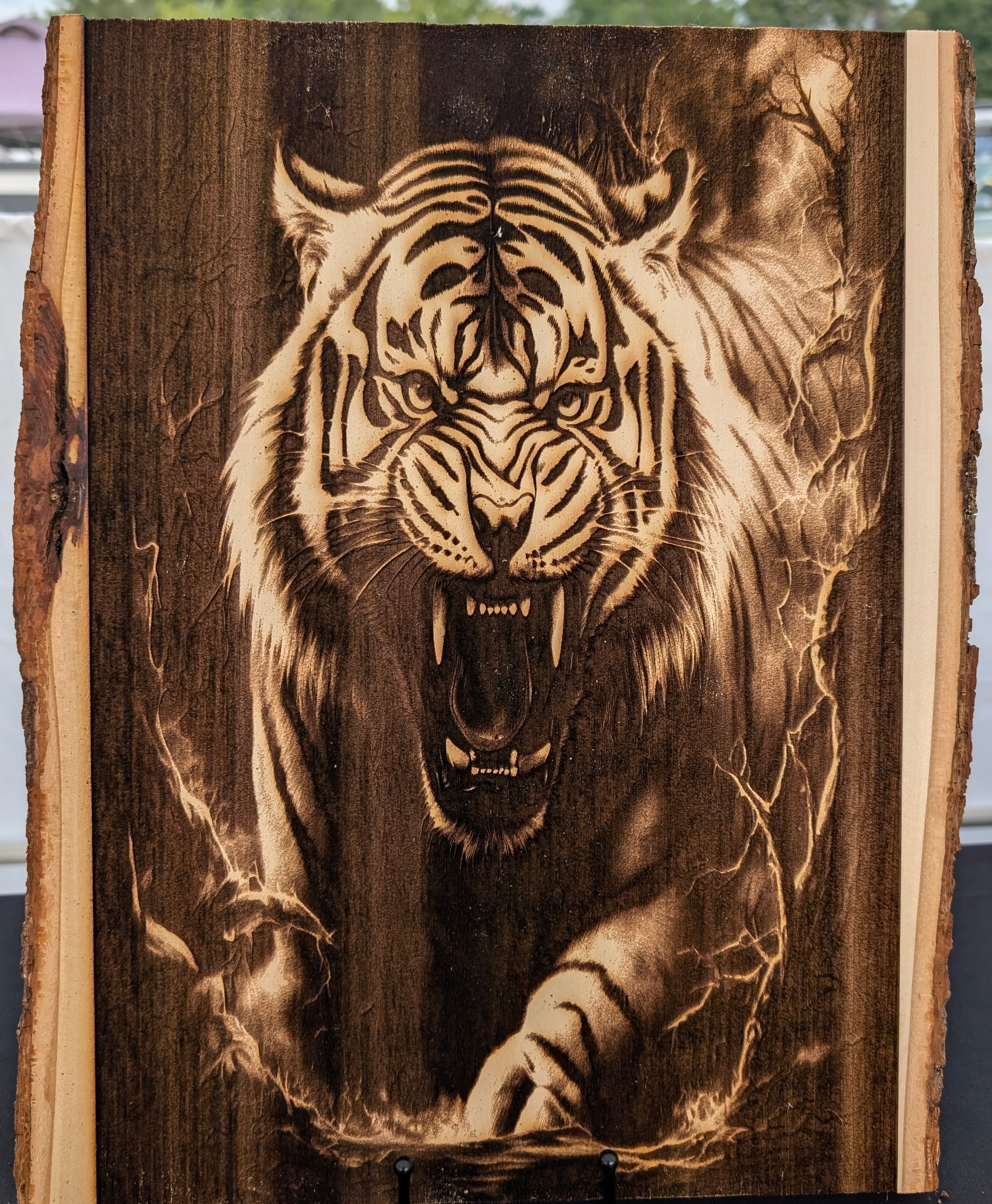 Tiger.jpg
