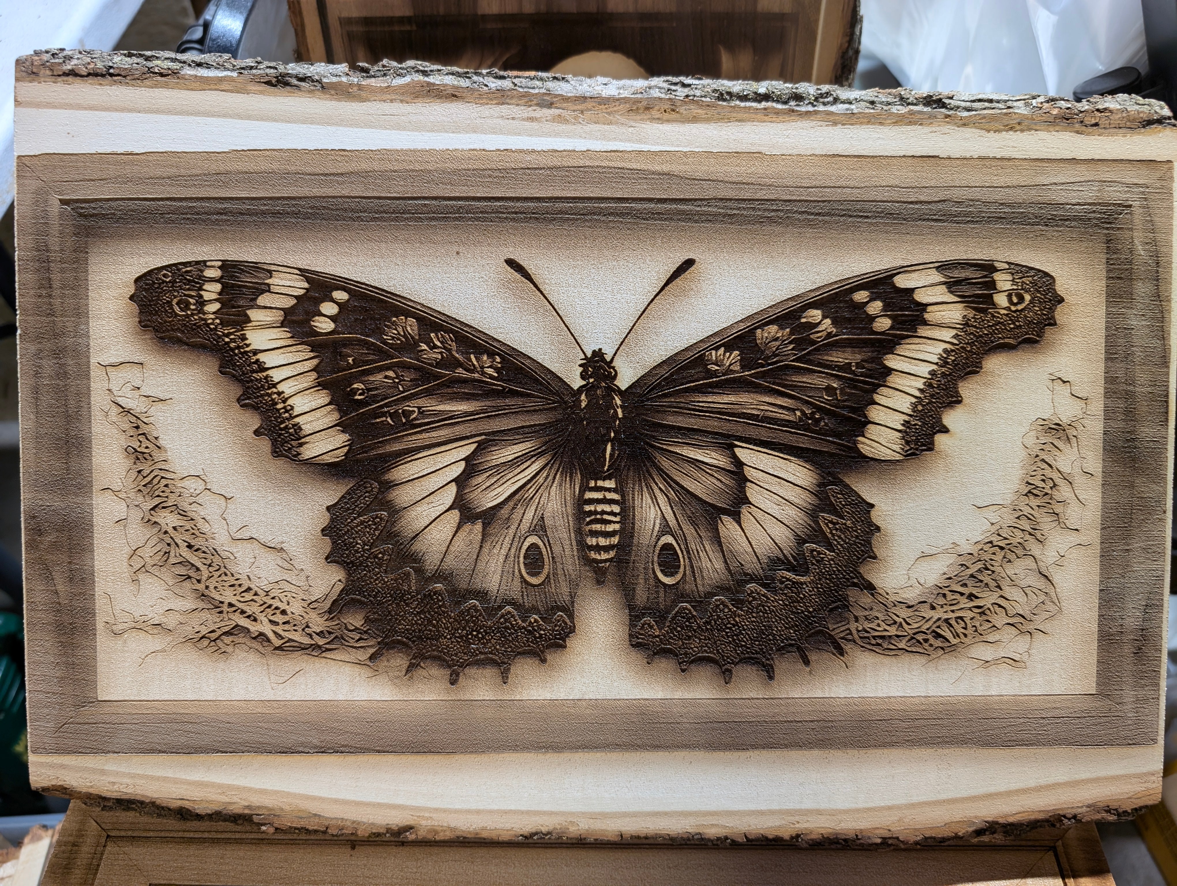 butterfly.jpg