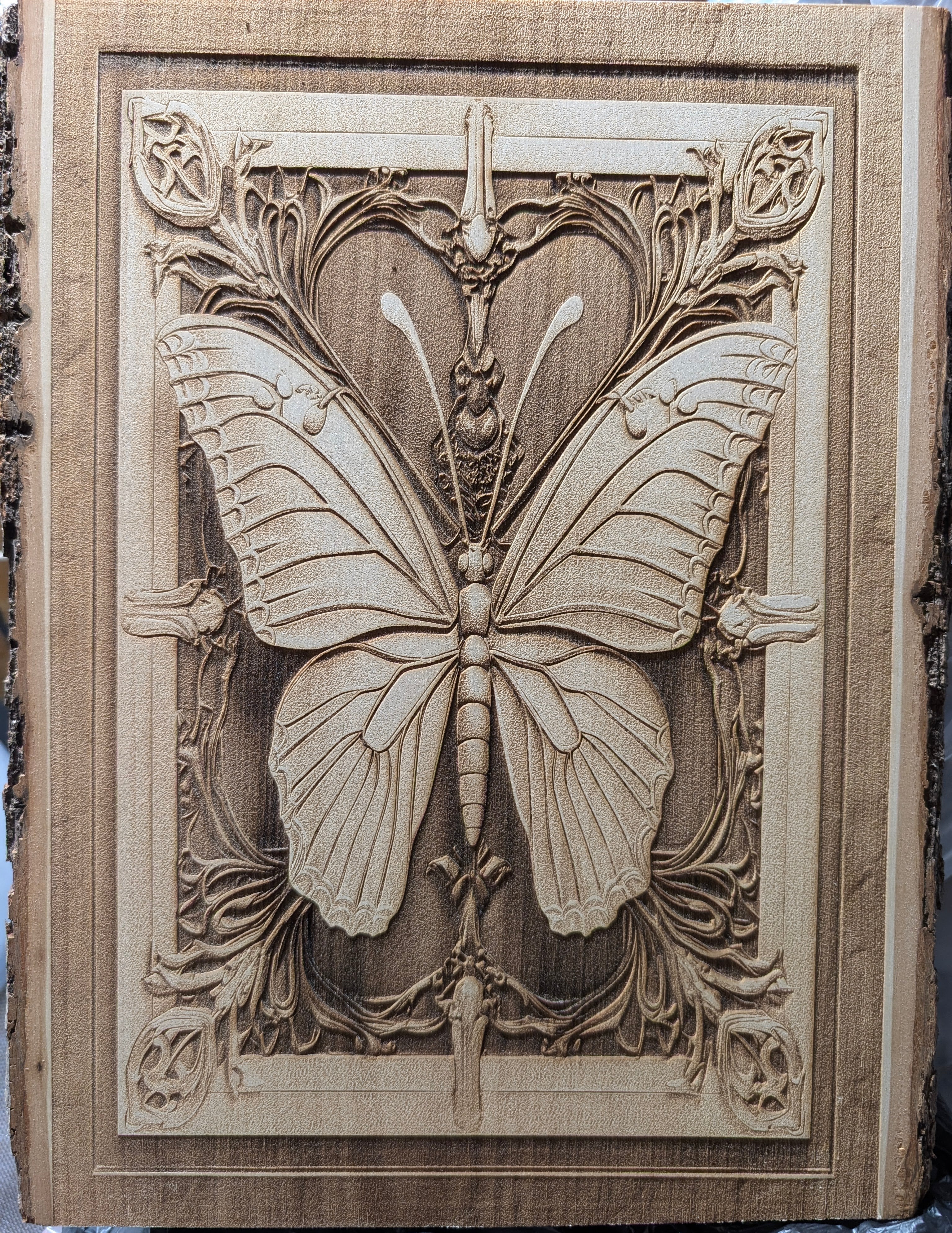 butterflyclear.jpg
