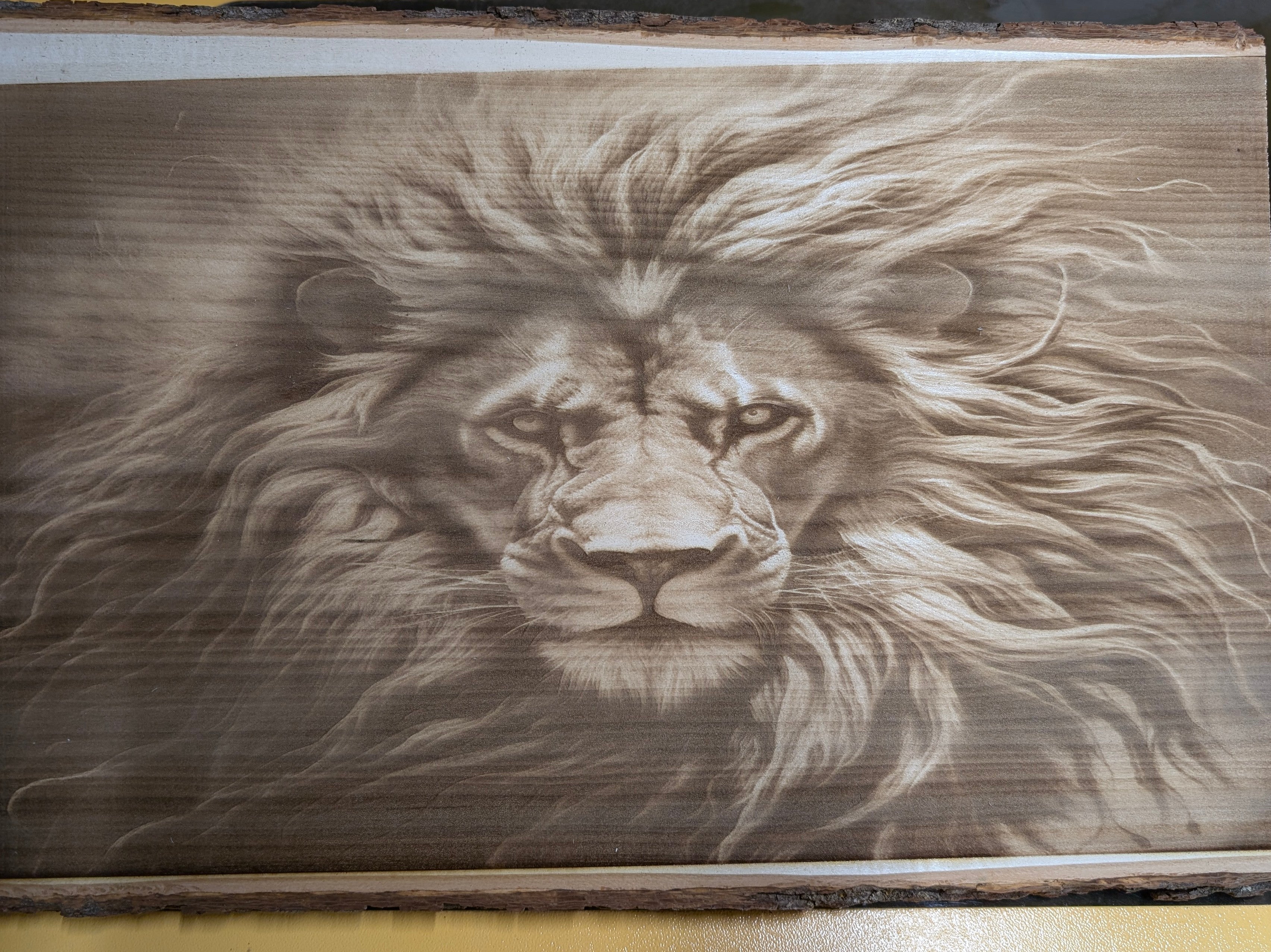 lion.jpg