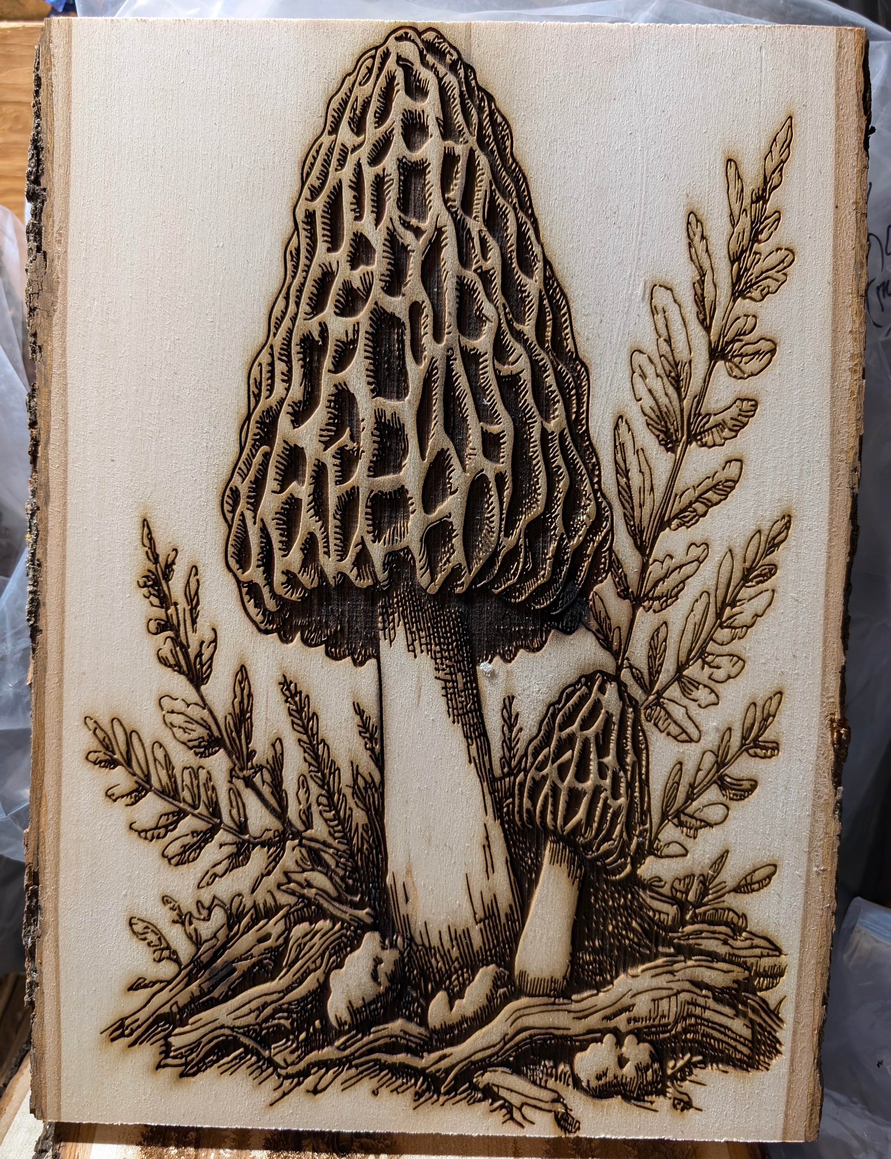 morelmushroom.jpg