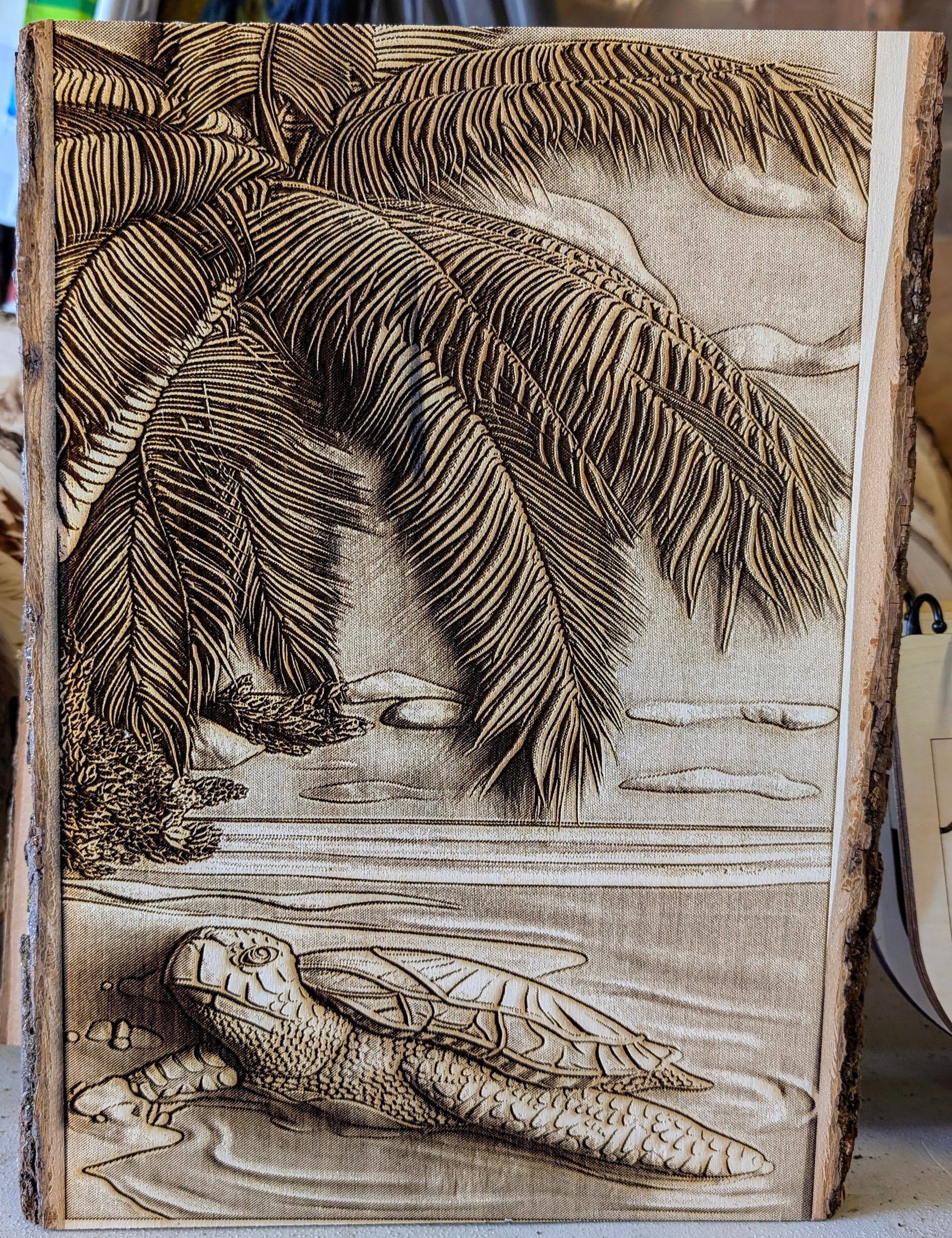 tortisewpalmtree.jpg